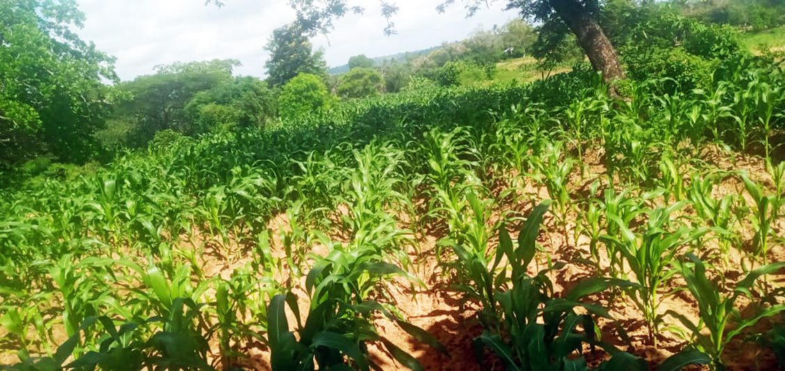 De mais kan goed groeien op de boerderij omdat er onlangs voldoende regen is gevallen.